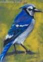 Blue Jaypastel 7 x 5