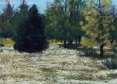 Forest Sentrypastel 5 x 7