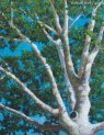 Sycamore pastel 16 x 12